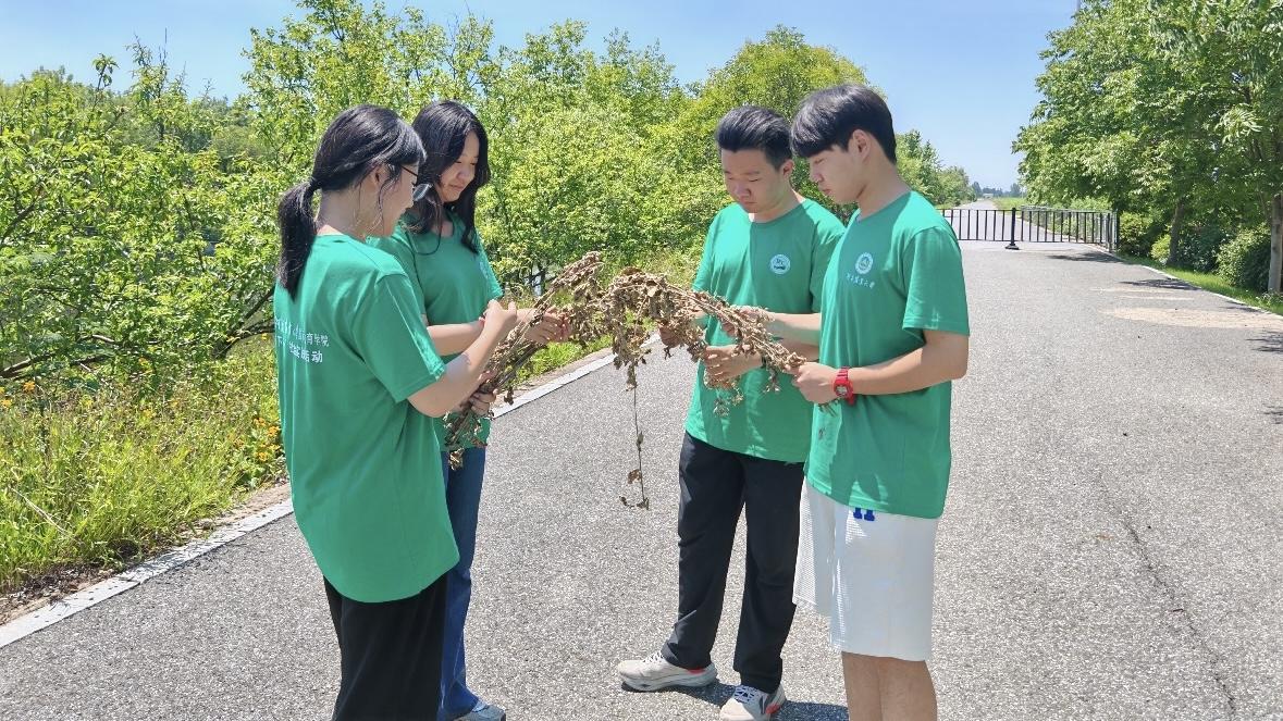 河南農大學子走進艾草“超級工廠” 探索科技賦能鄉村振興之路